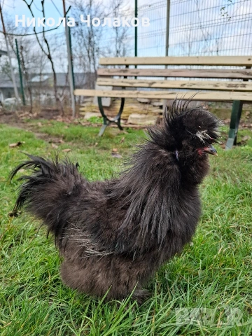 Американски копринки 