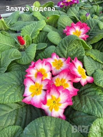 Примула /Иглика/, снимка 4 - Сортови семена и луковици - 53095273