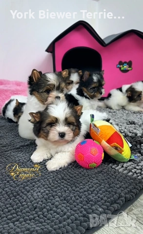 Йоркширски Териер! Малки сладурковци с родословие за деца и възрастни! 