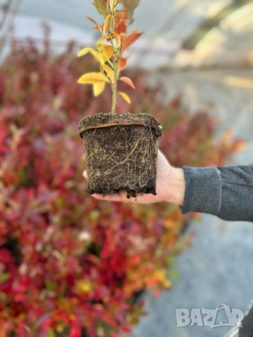 Американска боровинка в саксия , снимка 6 - Градински цветя и растения - 51862841