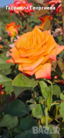 Щамбови рози на гол корен , снимка 3 - Градински цветя и растения - 52218884