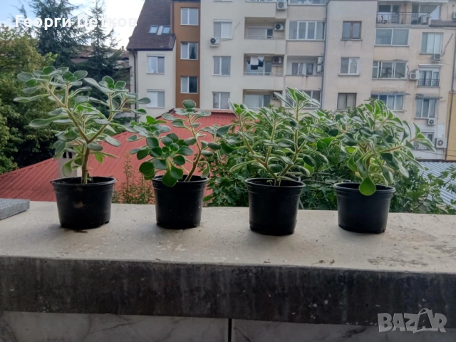 Дърво на Парите, снимка 2 - Стайни растения - 53636434