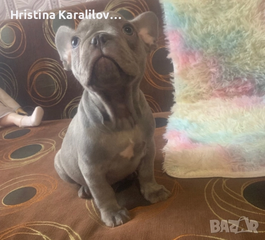 Френски булдочета, снимка 6 - Френски булдог - 52495348