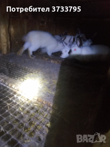 Калифорнийски зайци , снимка 5 - Други - 50565270