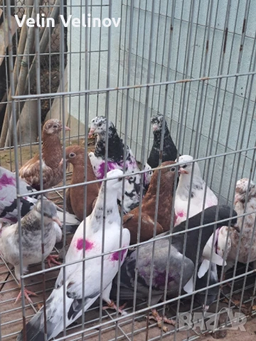 Промоцията свърши. Английски типлери. , снимка 5 - Гълъби - 49562099