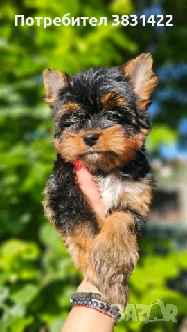 йоркширски териер , снимка 2 - Йоркширски териер - 50433074