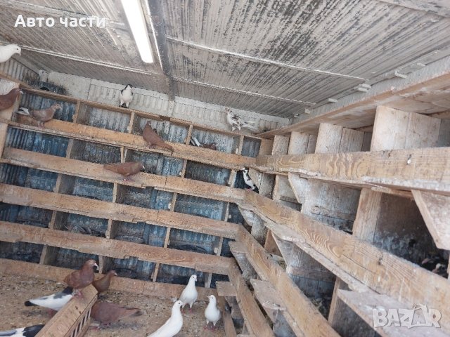 пазарджишки високолетачи.със добри полети, снимка 7 - Гълъби - 41818427