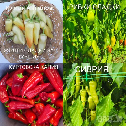 Семена от стари селски сортове домати,краставици и други, снимка 17 - Сортови семена и луковици - 52629365