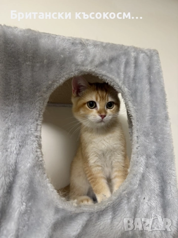 Британски котета, снимка 2 - Британска късокосместа - 54754825