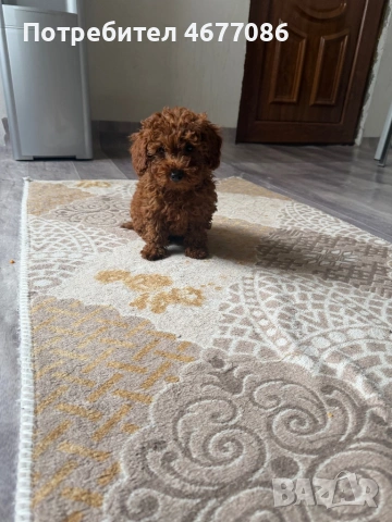 Toypudel на 3 месеца женски