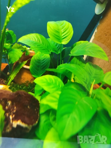 Продавам анубиас и гигантска криптокорина Helena хищни охлюви, снимка 4 - Оборудване за аквариуми - 48177517