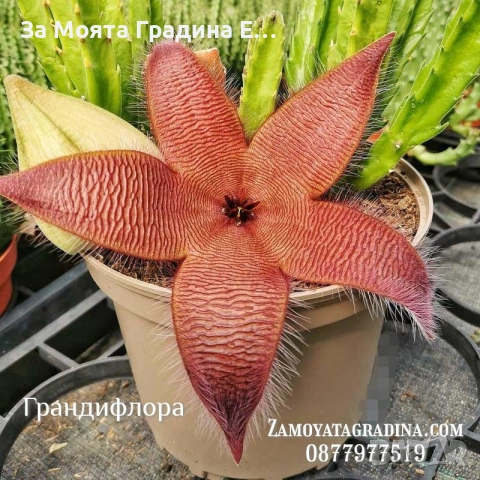 3 вида Стапелия - Grandiflora, Variagata, Piaranthus