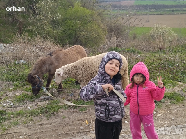 женско пони на 3г ., снимка 2 - Коне - 52238740