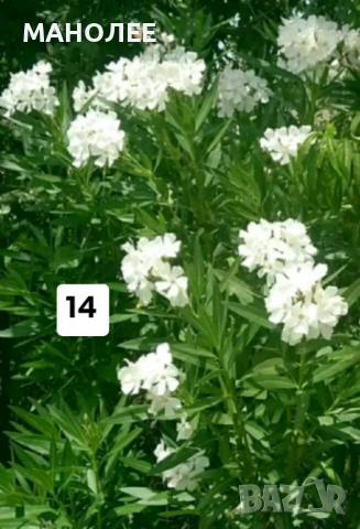 💐💐💐💐50 РЕЗНИКА В ЕДИН ПАКЕТ /видове по избор/ ЗА 10 € 💐🎁🪷🌞, снимка 15 - Градински цветя и растения - 53230275