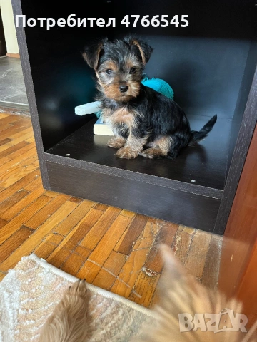 Активно и весело момченце на 2 месеца. Готово за ново семейство., снимка 2 - Йоркширски териер - 53847738