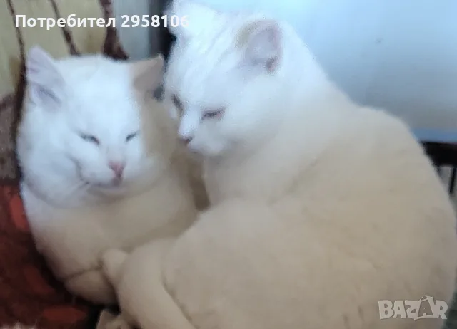 бели котенца, мъжко, женско, снимка 16 - Британска късокосместа - 55908240