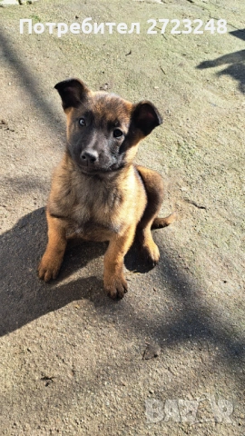 Кученце белгийска овчарка 