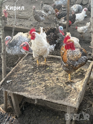 Пуйки и петли , снимка 7 - Кокошки и пуйки - 53321797