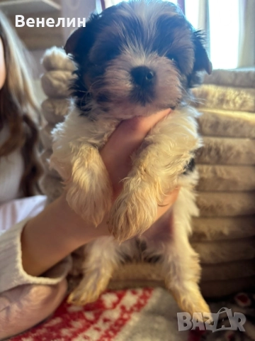 Йорки бивър Изгодно! , снимка 3 - Йоркширски териер - 52531398