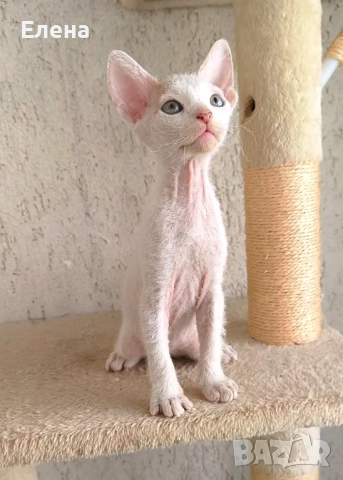 БРАШ с родословието на Донски сфинкс мъжки, снимка 5 - Сфинксове - 52281360