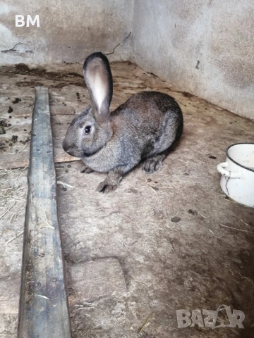 Женски зайци на 6 месеца, снимка 1