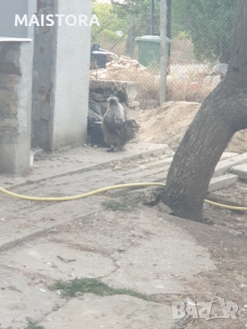   петли копринки и бантам, снимка 6 - Кокошки и пуйки - 51609027