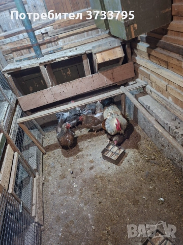 Катунски кокошки, снимка 3 - други­ - 53697525