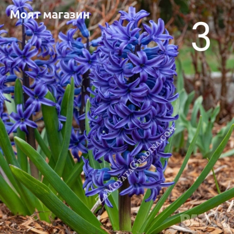 Зюмбюл 7 цвята, снимка 3 - Градински цветя и растения - 53641380