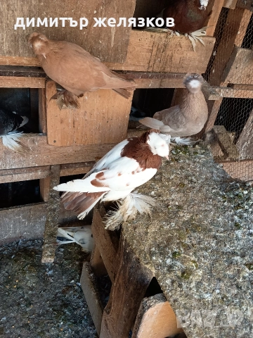 Гълъби демкежи, снимка 12 - Гълъби - 49071204