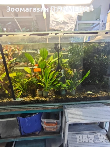 Растения видове , снимка 1