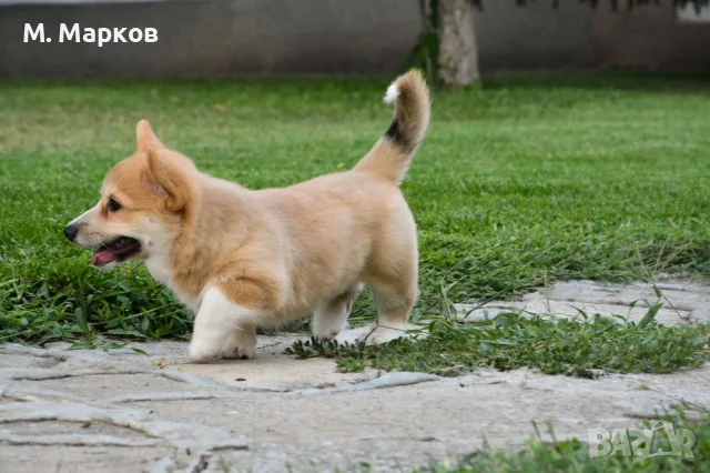 Корги с FCI родословие