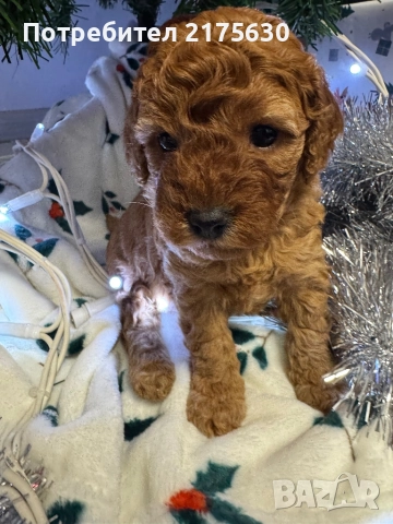 Той пудел/ Toy poodle, снимка 3 - Пудели - 52907853