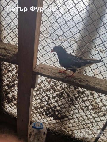 Продавам    3бр.млади американци, снимка 1 - Гълъби - 53589556