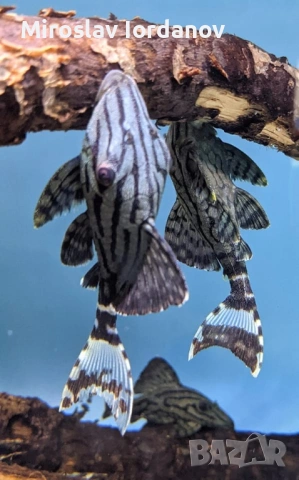 l190 роял панак 20см