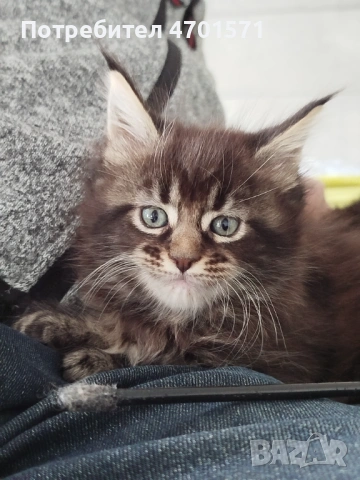 Котенца Мейн Куун, снимка 7 - Мейн кун - 53010652