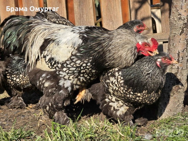 Продавам разплодни яйца от Сребърно кантирана барма (Silver Laced), снимка 6 - Кокошки и пуйки - 53811785