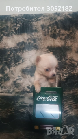 Свободни момчета чихуахуа , снимка 2 - Чихуахуа - 52656105