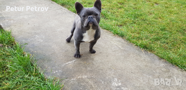 Френски булдог за разплод, снимка 3 - Френски булдог - 36332549