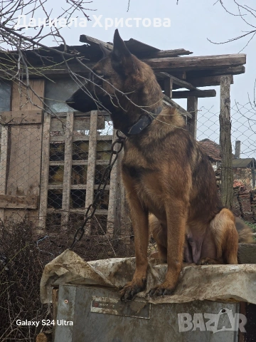 Бебета Белгийска овчарка , снимка 6 - Белгийска овчарка - 53119072