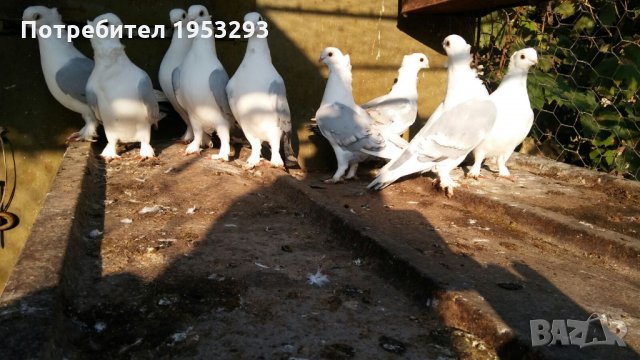 гълъби сатинети елитни , снимка 3 - Гълъби - 26796209