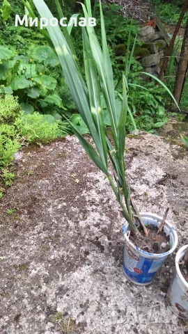 Продавам растения декоративна трева Мискантус Зебрина, снимка 1