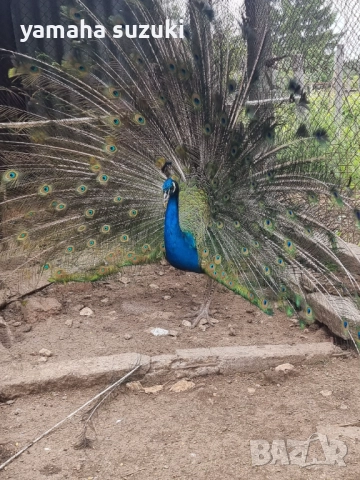 Мъжки паун на 2 г