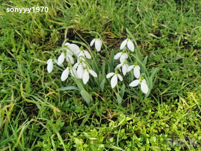 LOT КОКИЧЕТА ЗА МОМИЧЕТА 0902261847, снимка 17 - Градински цветя и растения - 53417887