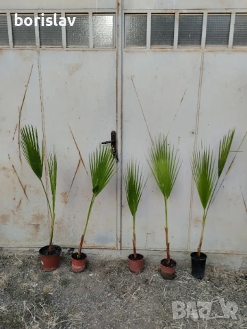 Палми Трахикарпус и Вашингтон, снимка 3 - Стайни растения - 14936682