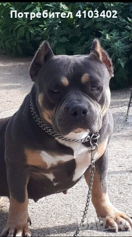 Американско були-покет , снимка 5 - Американски стафордширски териер - 50067392