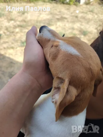 Джак Ръсел Териер, снимка 5 - Джак ръсел териер - 55279647