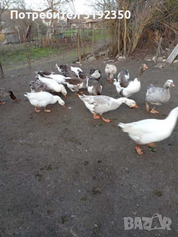 Продавам гъски свободно отглеждани., снимка 2 - други­ - 52587108