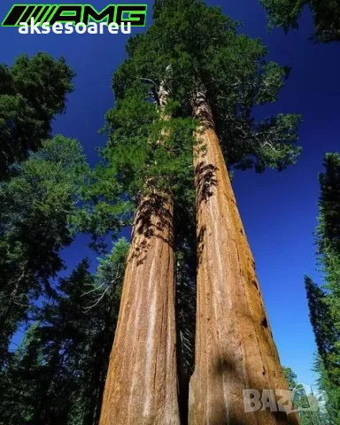 Екзотични нови 15 семена гигантска секвоя мамутово дърво sequoiadendron giganteum декорация в двора, снимка 2 - Сортови семена и луковици - 50222677