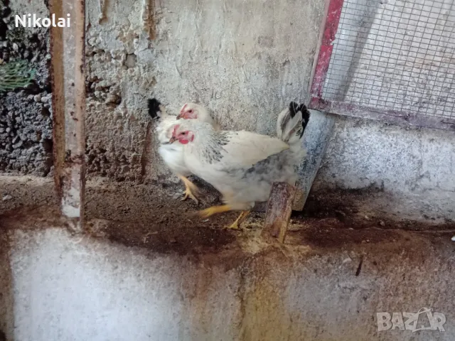 Бял Легхорн ярки на 5месеца , снимка 8 - Кокошки и пуйки - 50245052