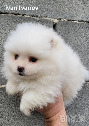 Померан-мини шпиц!!!, снимка 5 - Померан - 53817614